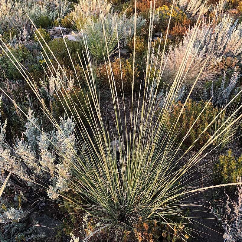 Undaunted® Sure Thing Deer Grass