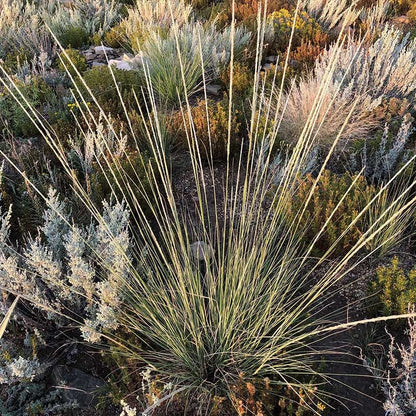 Undaunted® Sure Thing Deer Grass