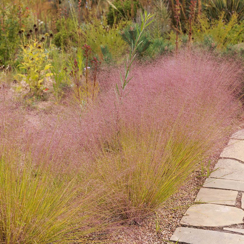 Undaunted® Ruby Muhly Grass