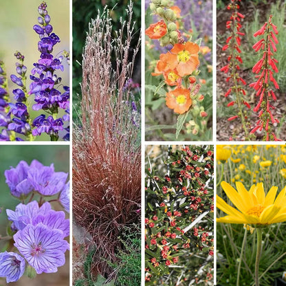 Utah Perennial Collection