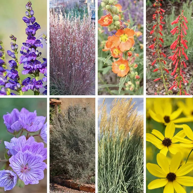 Utah Perennial Collection