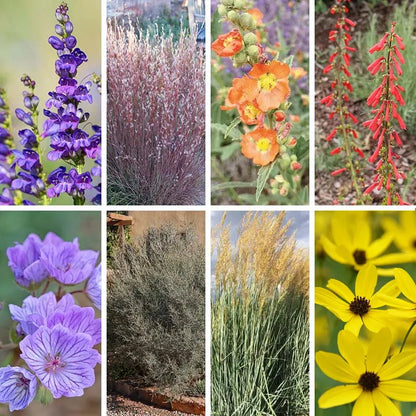 Utah Perennial Collection