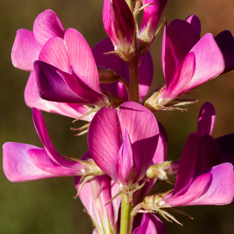 Utah Sweet-vetch