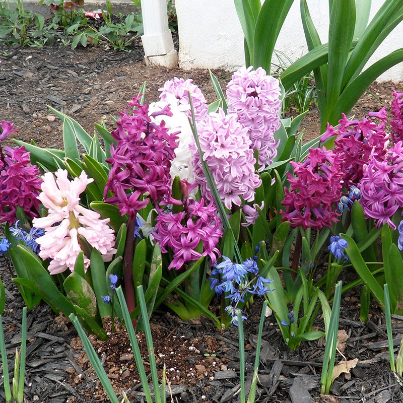 Valentine Hyacinth Mix