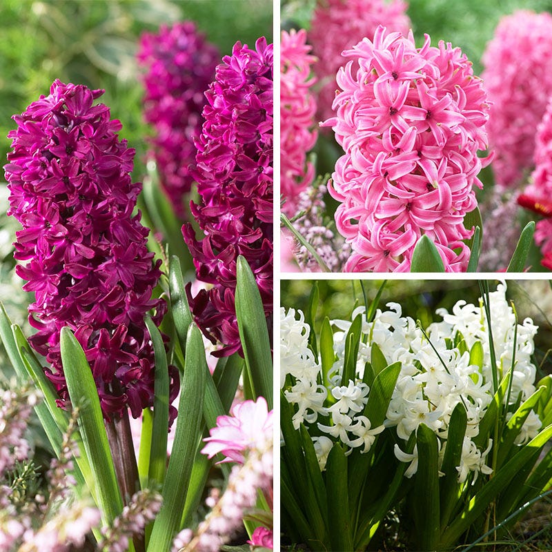 Valentine Hyacinth Mix