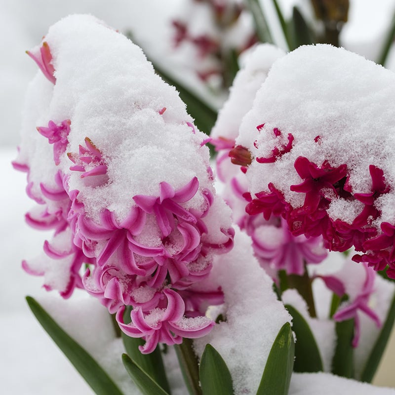 Valentine Hyacinth Mix - Thumbnail 3