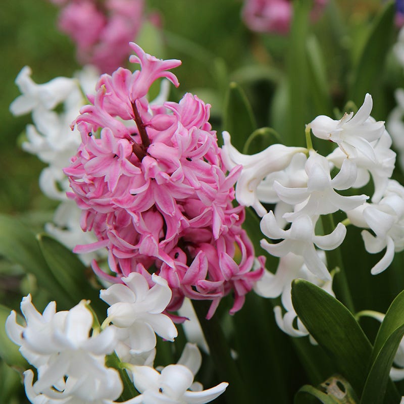 Valentine Hyacinth Mix - Thumbnail 2