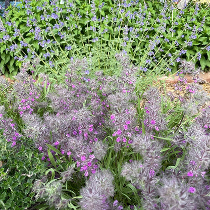 Pink Cotton Lamb's Ear