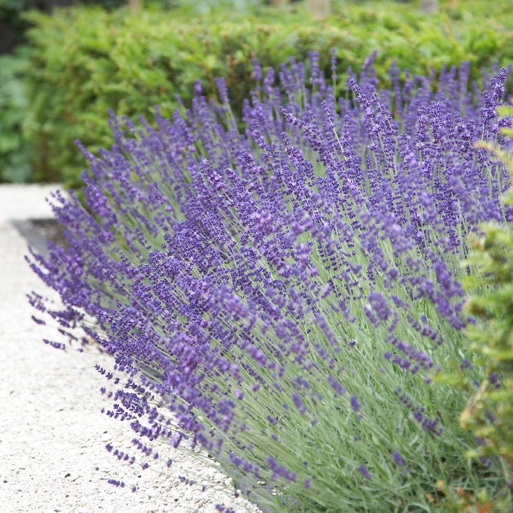 Three Tier Lavender Collection