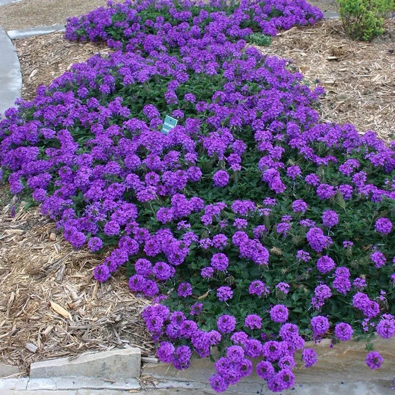 lavender verbena plant Valley Lavender Plains Verbena Plant