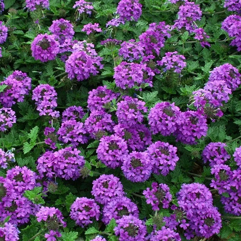 verbena lavender plant Valley Lavender Plains Verbena Plant