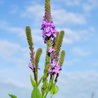 Hoary Vervain