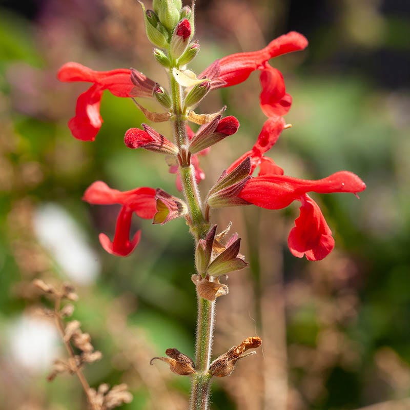 Vermilion Bluffs® Mexican Salvia | Bright Red Summer Blooms