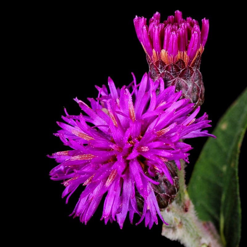 High Country Gardens Western Ironweed