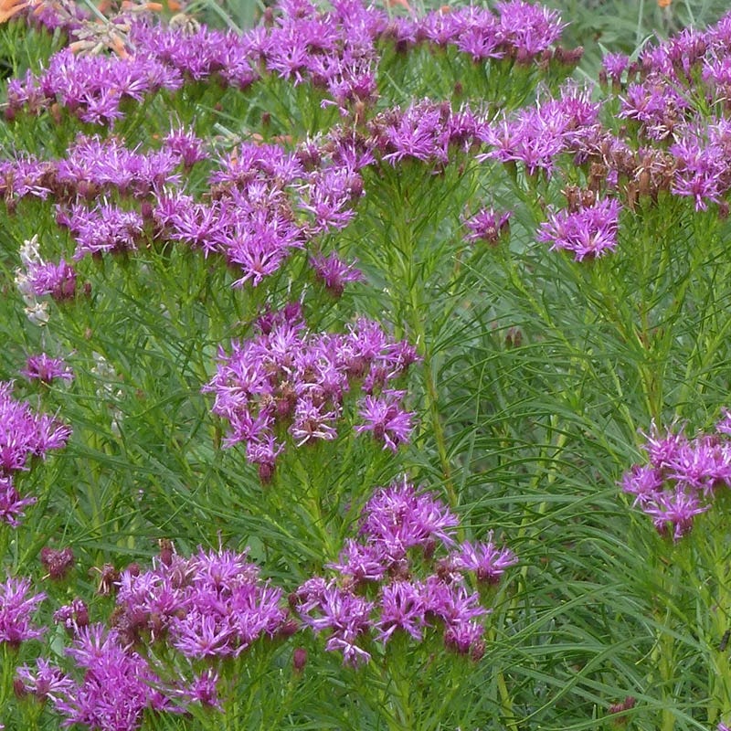 Iron Butterfly Ironweed - Thumbnail 4