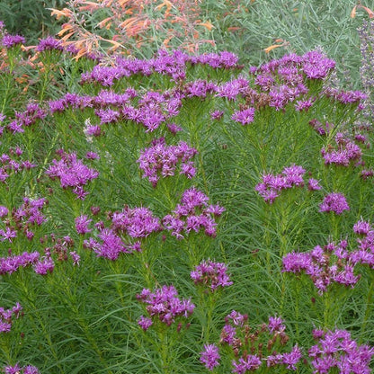 Iron Butterfly Ironweed (Vernonia)