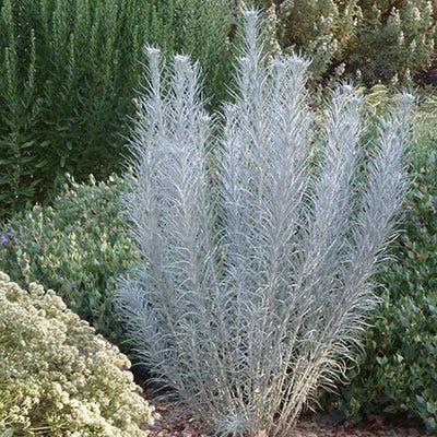 Silver Ironweed (Vernonia) - Thumbnail 5