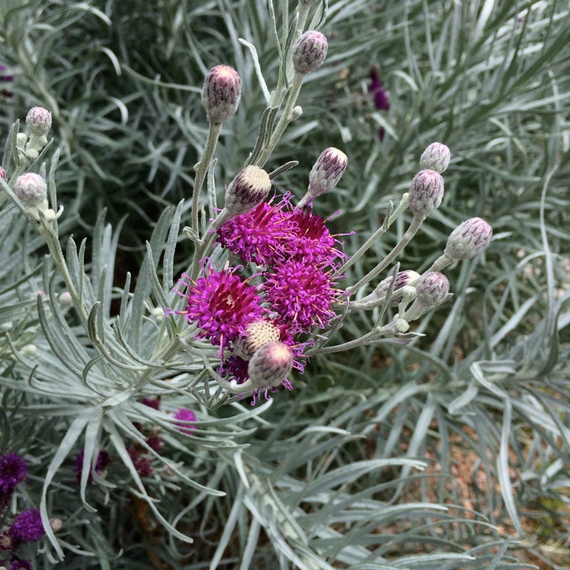 Silver Ironweed (Vernonia)