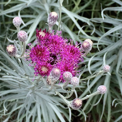 Silver Ironweed (Vernonia)