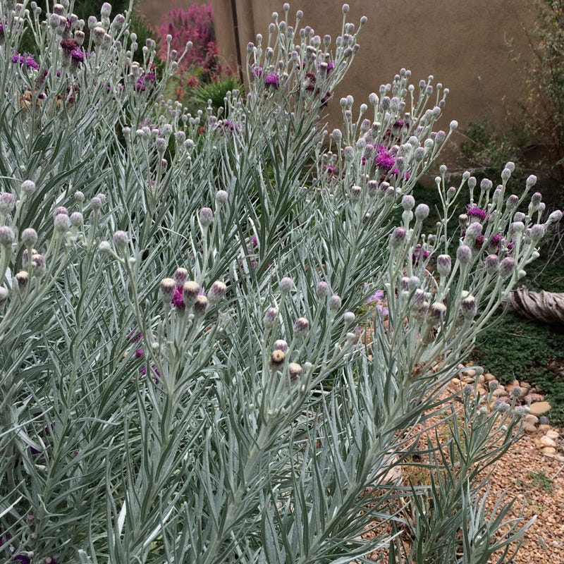 Silver Ironweed (Vernonia)