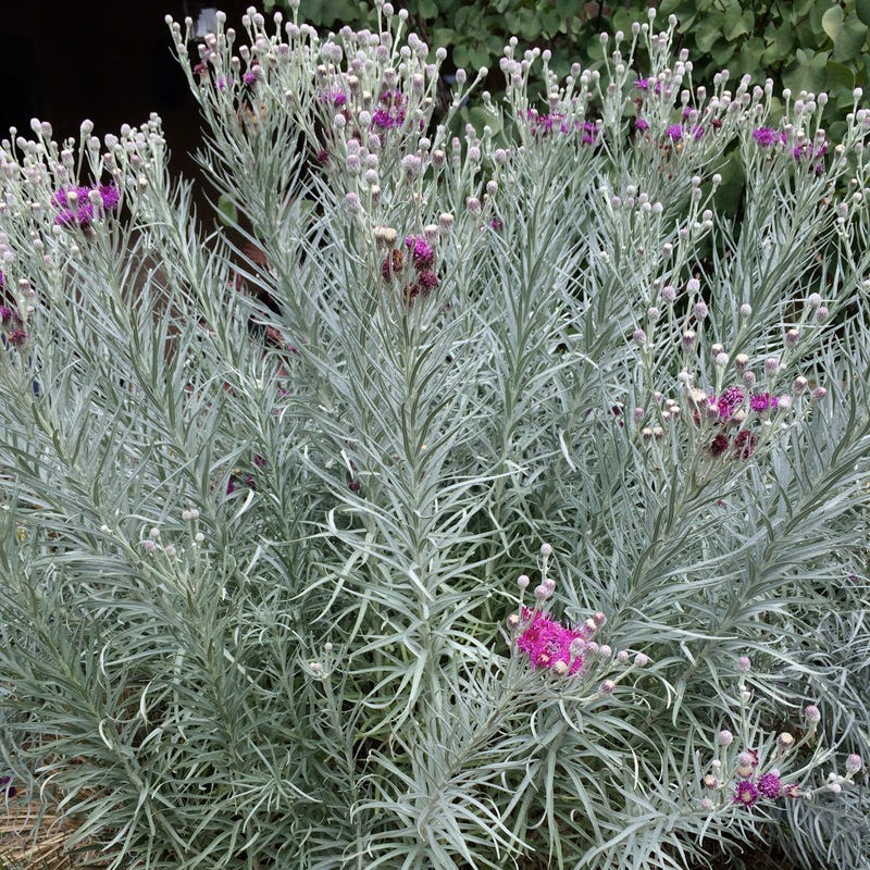 Silver Ironweed (Vernonia) - Thumbnail 3