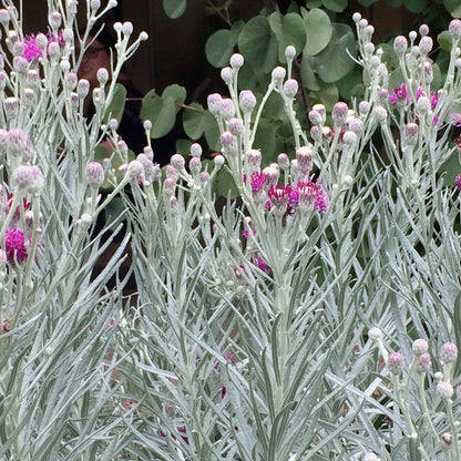 Silver Ironweed (Vernonia)