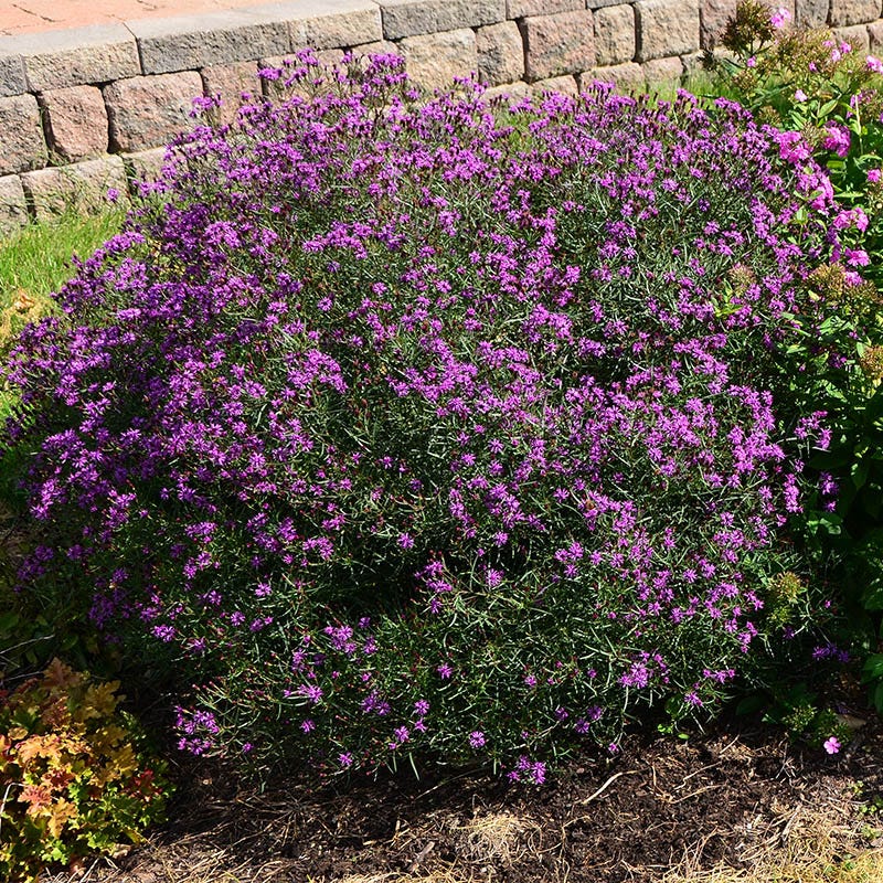 Summer's Swan Song Ironweed (Vernonia) - Thumbnail 3