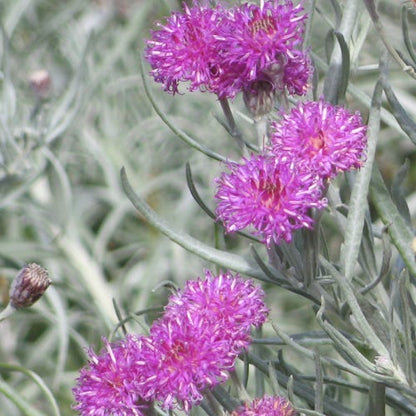 Silver Ironweed (Vernonia)