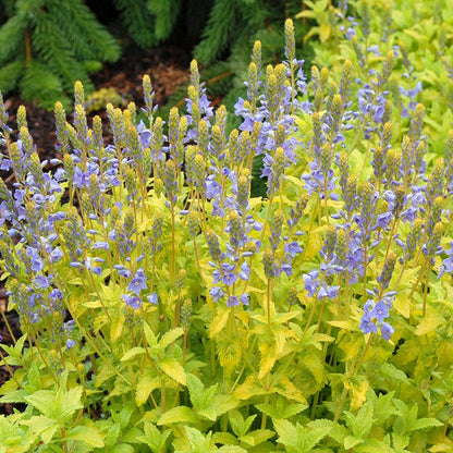 Rock Garden Collection