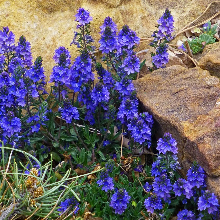 Blue Yonder Veronica