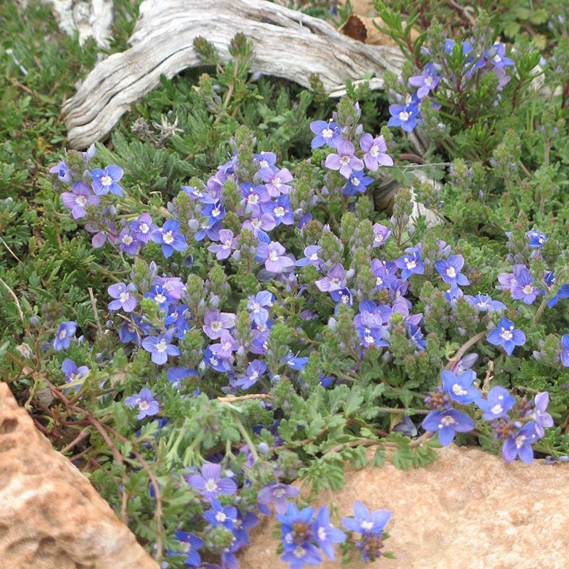 Blue Reflection Speedwell Flat, Veronica | High Country Gardens