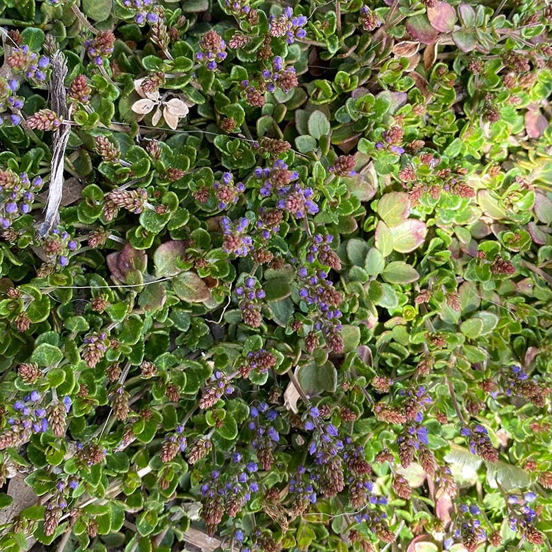 Thyme-Leaf Veronica - Thumbnail 4