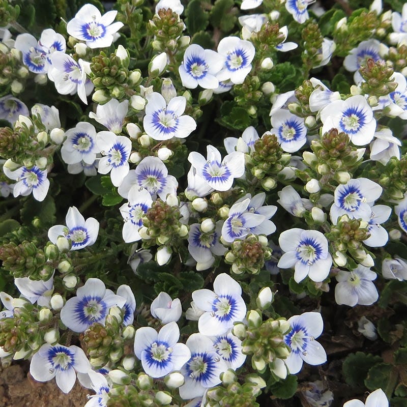 High Country Gardens Snowmass Veronica