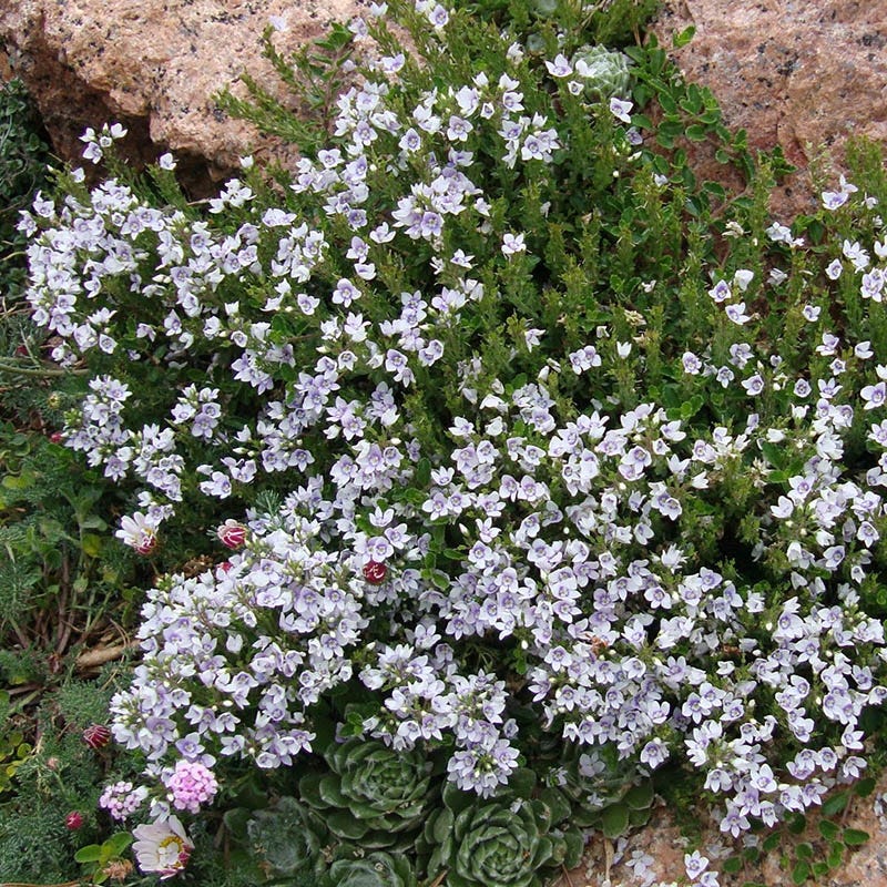 Veronica Snowmass Blue-Eyed Speedwell | High Country Gardens