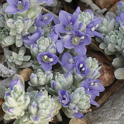 Veronica bombycina, Woolly Turkish Veronica | High Country Gardens