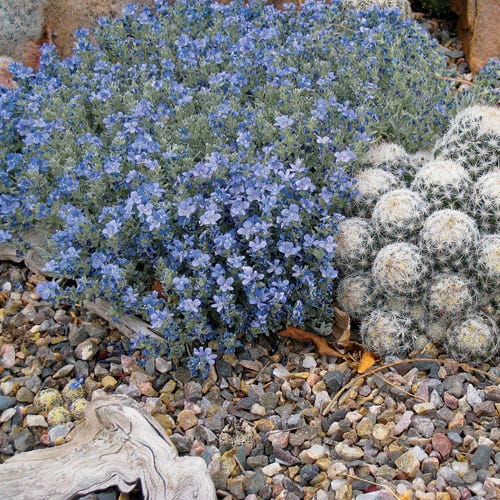 Woolly Turkish Veronica