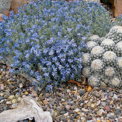 Woolly Turkish Veronica