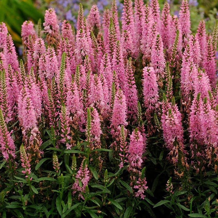 High Country Gardens Veronica Giles Van Hees