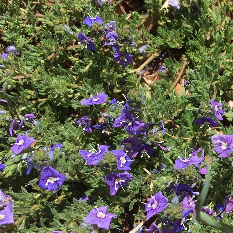 Blue Woolly Speedwell, Veronica pectinata | High Country Gardens