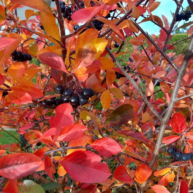 Habitat Shrub Collection For The West