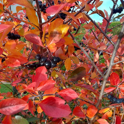 Habitat Shrub Collection For The West