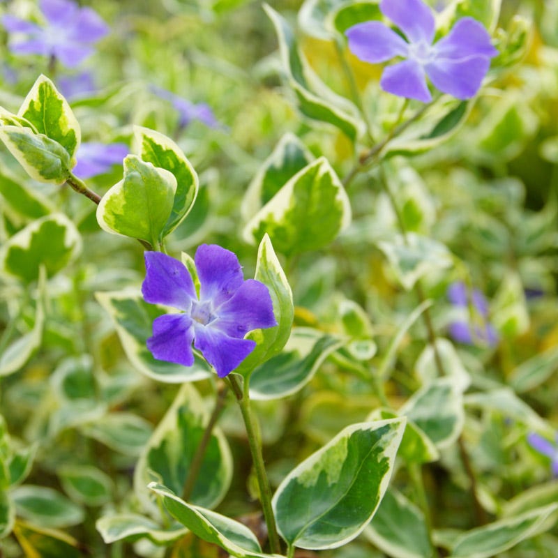 periwinkle house plant Big Leaf Variegated Periwinkle, Vinca major variegata