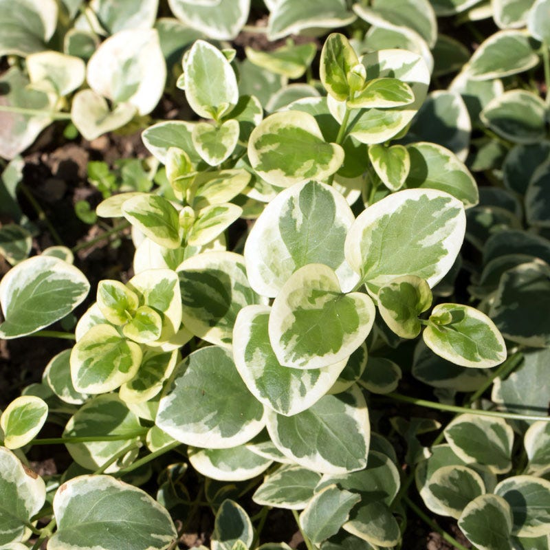 vinca vine house plant Big Leaf Variegated Periwinkle, Vinca major variegata