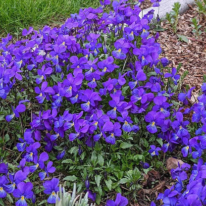 Corsican Perennial Viola