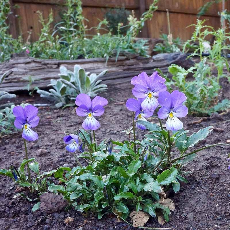 Corsican Pansy, Viola corsica | High Country Gardens