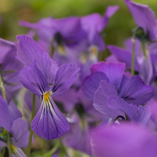 Corsican Pansy, Viola corsica | High Country Gardens
