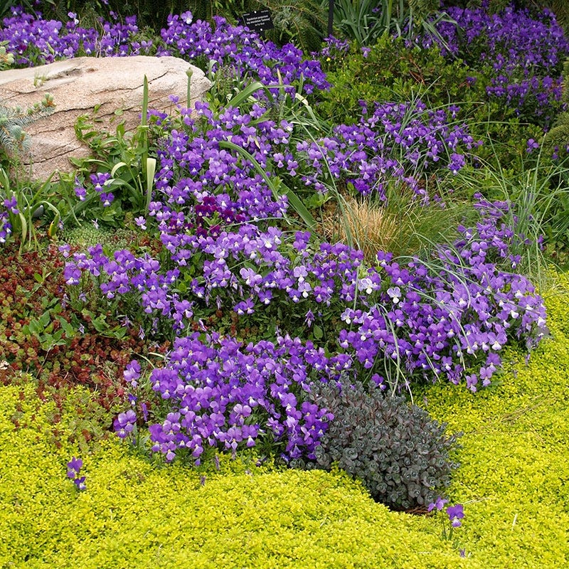 Corsican Perennial Viola