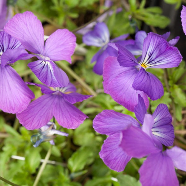 Corsican Perennial Viola