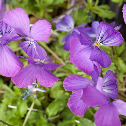 Corsican Perennial Viola