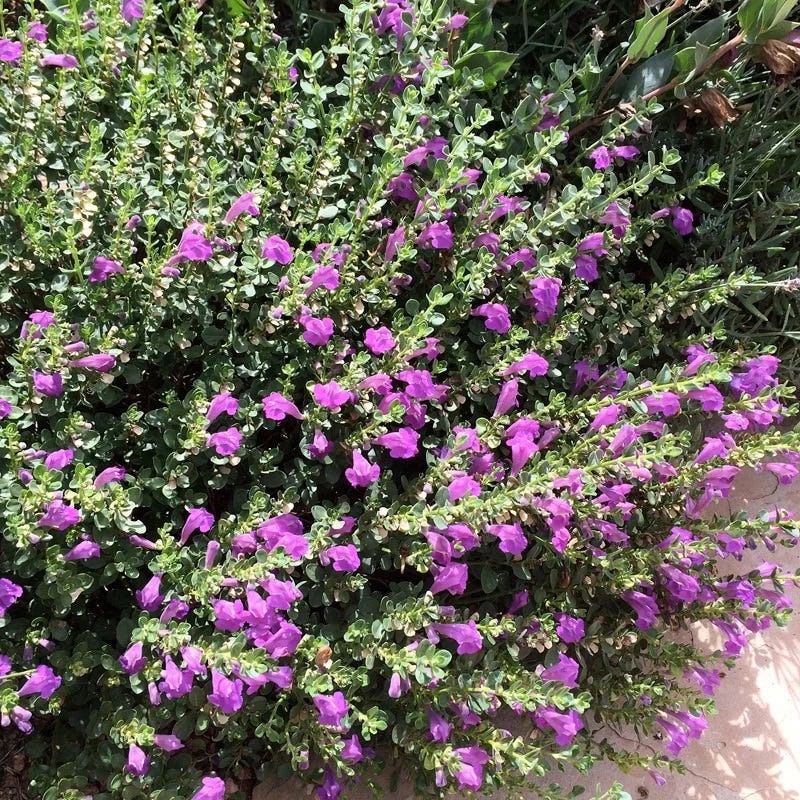 Dark Violet Skullcap (Scutellaria) - Thumbnail 2